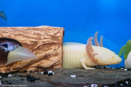 Tak už máme Růženu přes rok ...